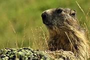 10 Marmotta in osservazione